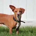 Chiweenie