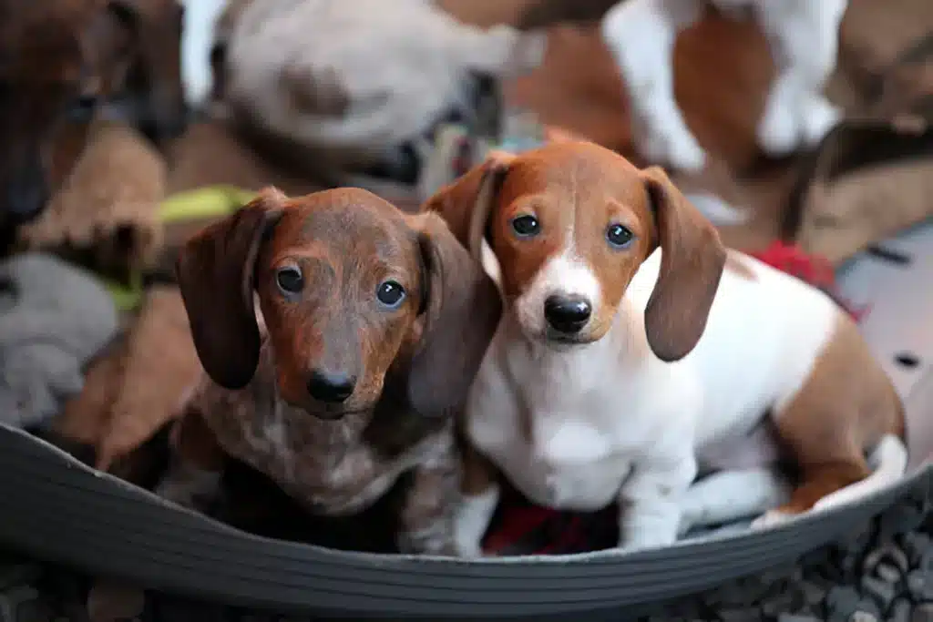 Dachshund-Beagle Mix Breed