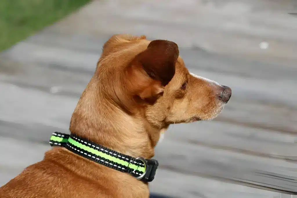 Dachshund & Chihuahua Mix