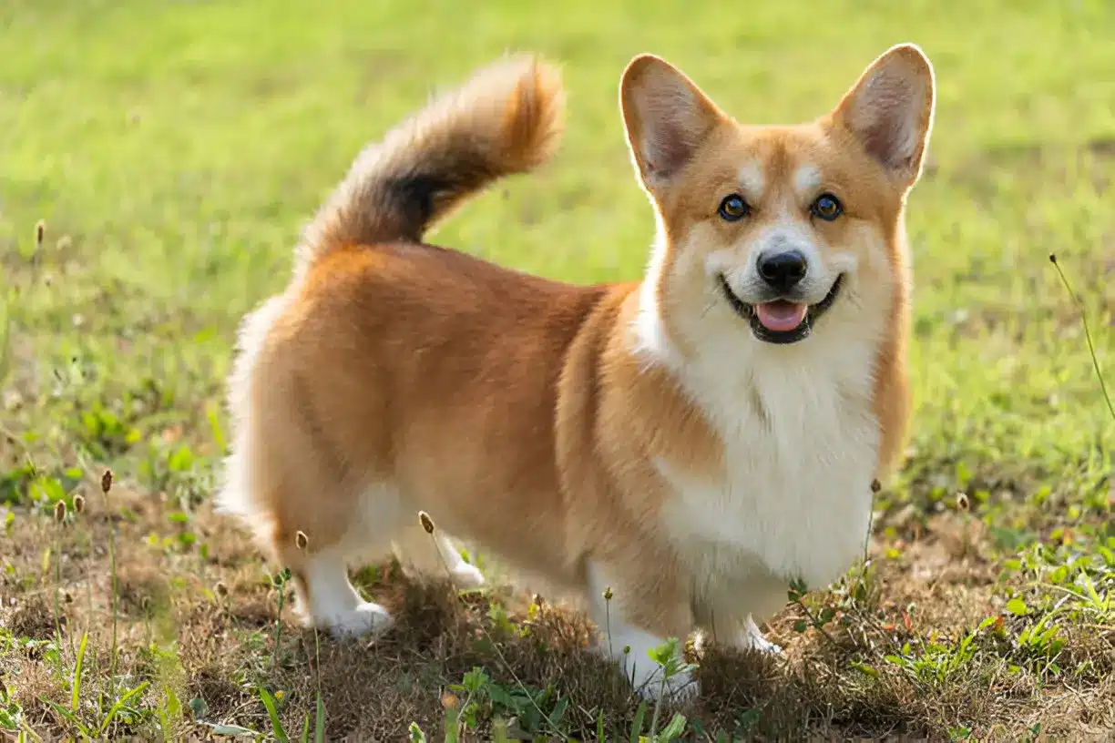 Dachshund & Corgi Mix