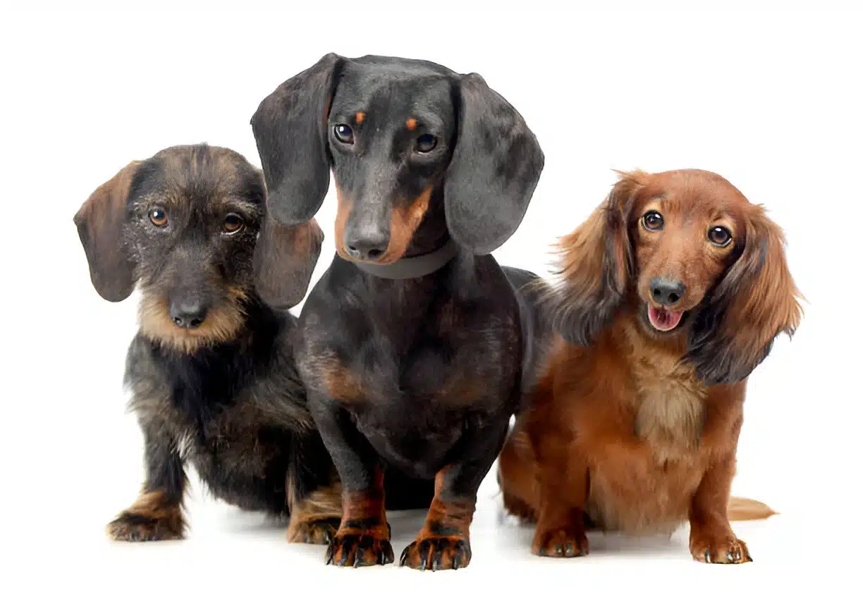 Dachshund Mix breed