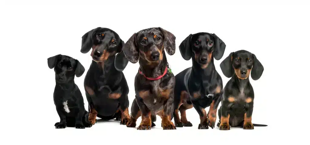 Dachshund Mixes