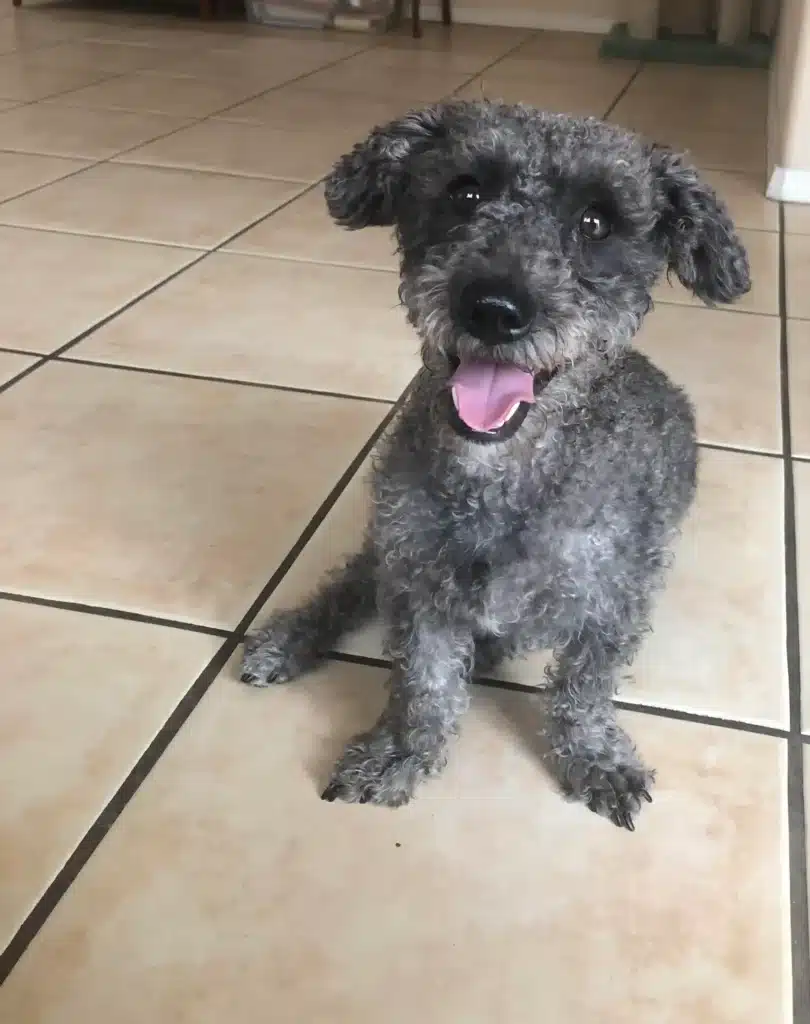 Dachshund Poodle