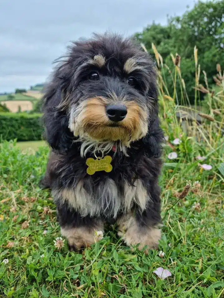 Dachshund Poodle Mix