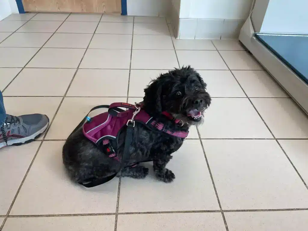 Dachshund Poodle Mixed