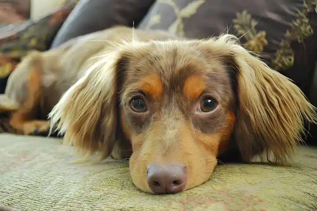 Dachshund and Chihuahua mix breed