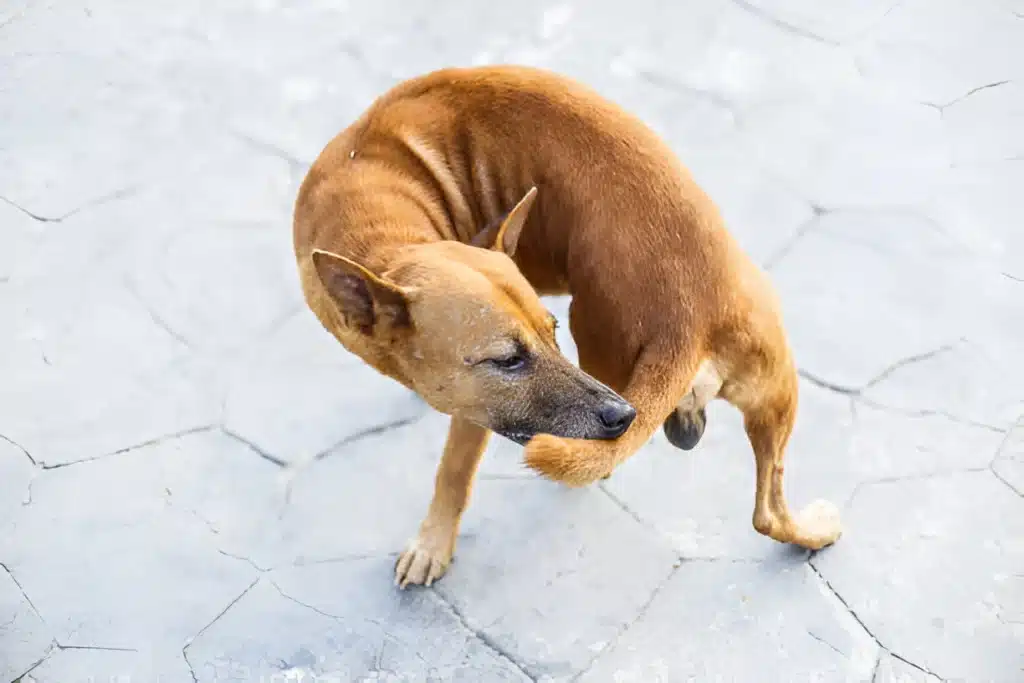 Dogs may bite their tails