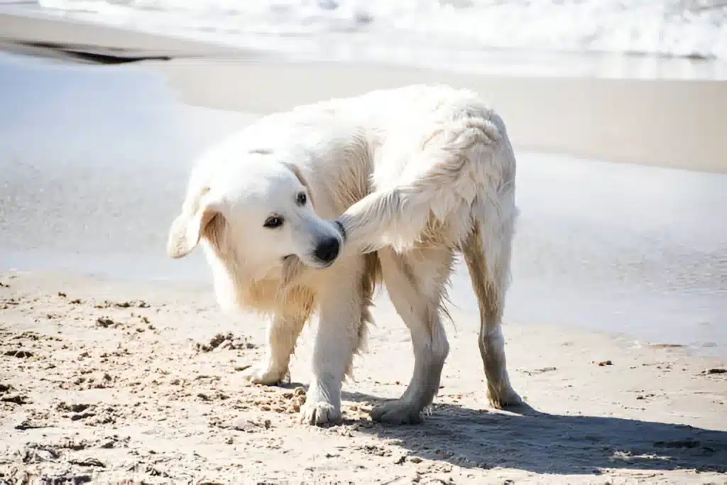 dogs bite their tails